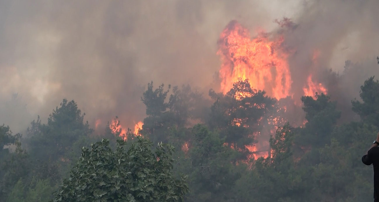 Bursada orman yangını arıları telef etti ekipler alevlere böyle müdahale etti